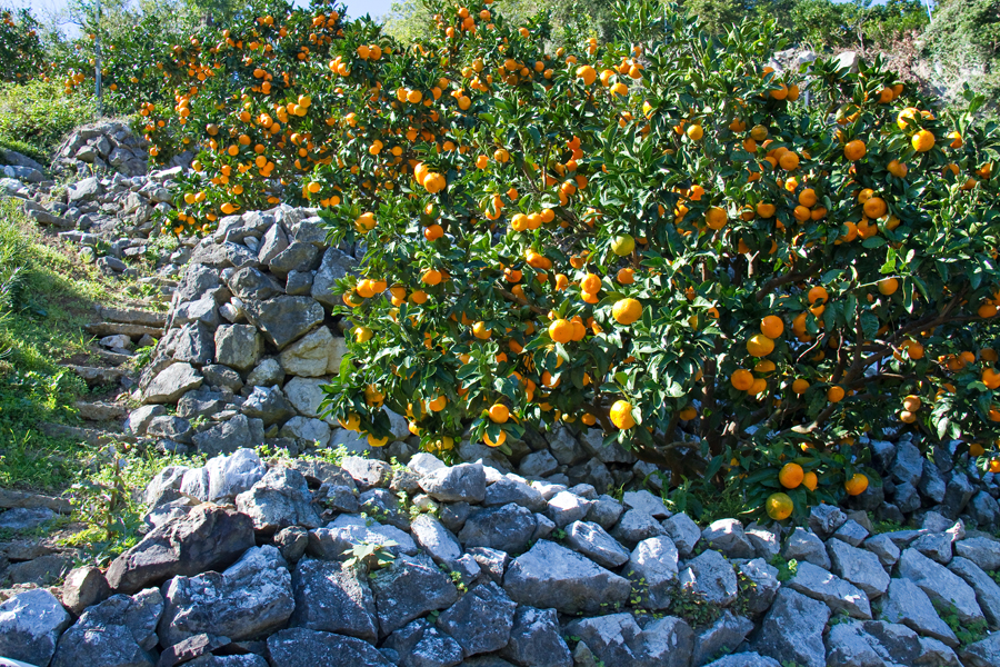 R3 狩浜の段々畑 ジオサイト 四国西予ジオパーク