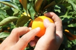 早生みかん