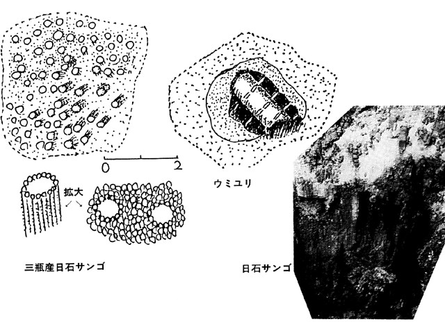 城川町の化石データベース２ 主な化石の解説－日石サンゴ