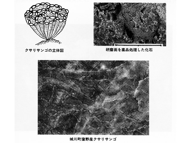 城川町の化石データベース２ 主な化石の解説－クサリサンゴ