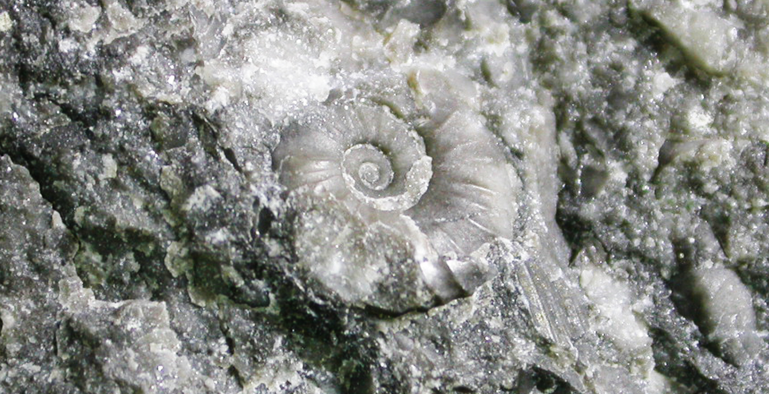 Ammonite / Tao's ammonite