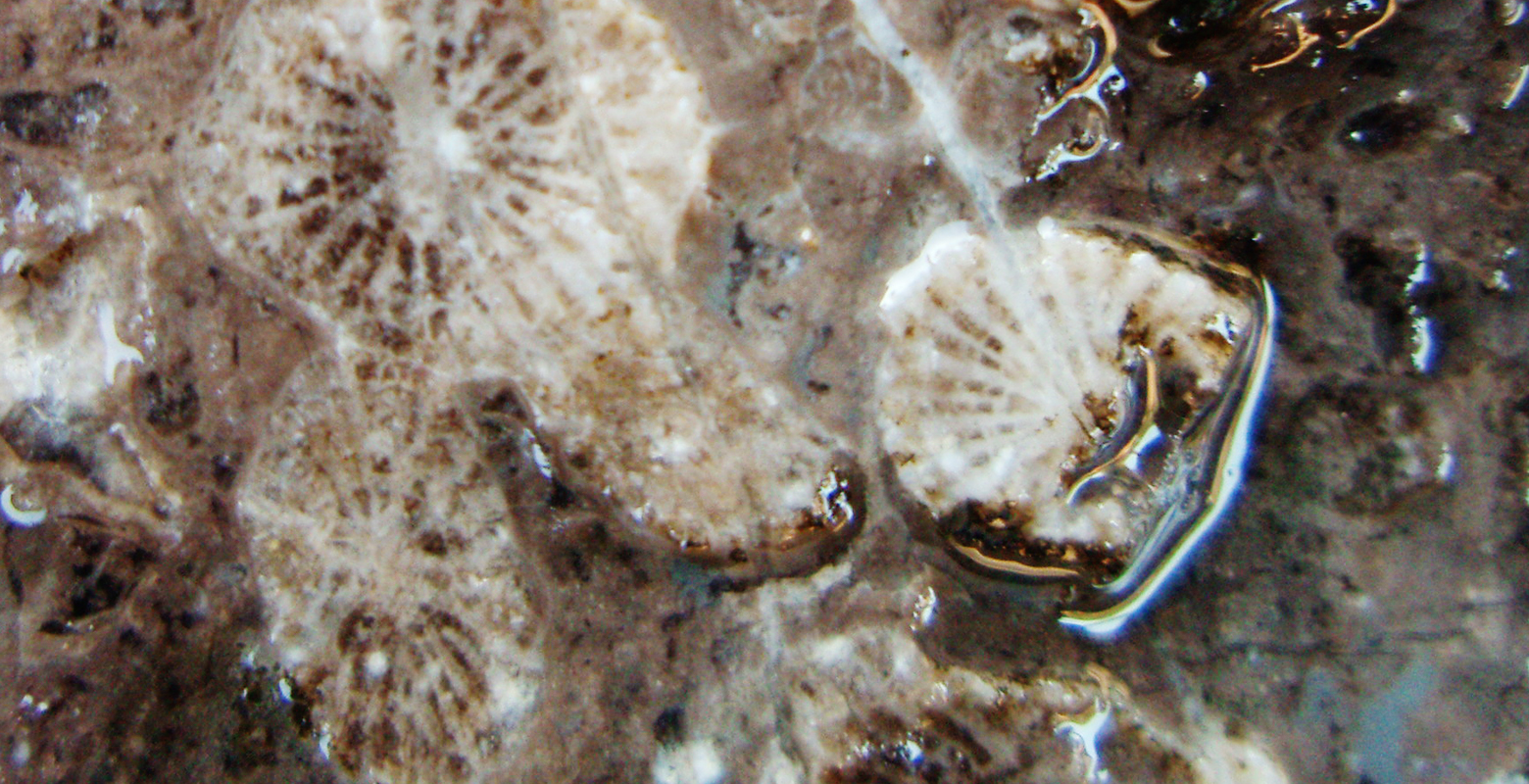Fossil coral / Fossil coral