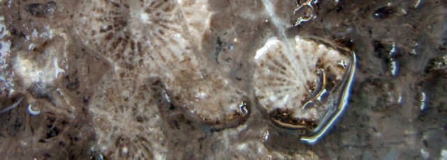 サンゴの化石 / サンゴの化石