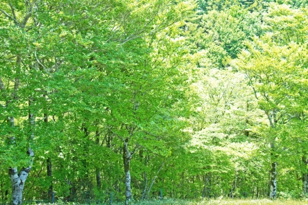 K1 ブナの原生林