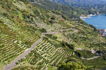 R3 宇和海狩浜の段畑の農漁村景観