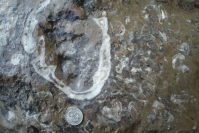 下相ジュラ紀3(二枚貝の化石) 下相ジュラ紀3(二枚貝の化石)