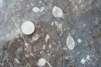 下相ジュラ紀1(ウニのとげの化石) 下相ジュラ紀1(ウニのとげの化石)