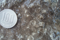 下相ジュラ紀 2(サンゴの化石) 下相ジュラ紀 2(サンゴの化石)