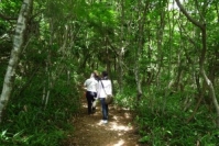 四国カルスト・ブナの森 四国カルスト・ブナの森