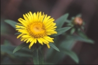 カセンソウ カセンソウ